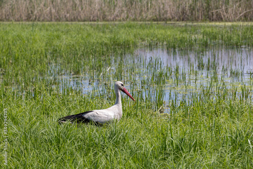 A white stork walks on a wet meadow in fresh green grass.