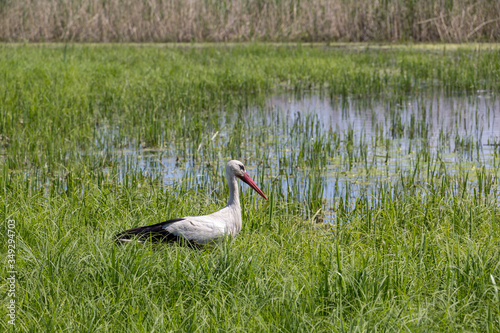Obraz na płótnie A white stork walks on a wet meadow in fresh green grass. w salonie
