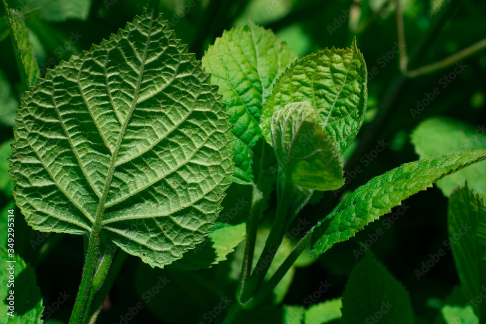 Close up of green leaf