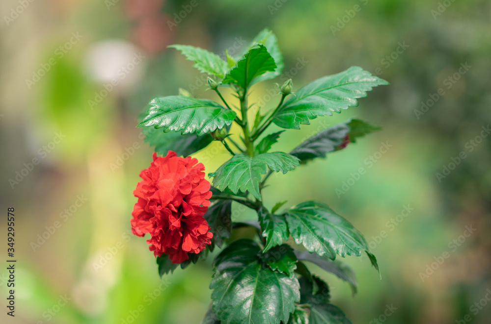 Single Red Shoe flower, Hibiscus or Chinese rose (Hibiscus Rosa Sinensis) is blooming with evergreen leaves on tree in the tropical flowers garden Single Red Shoe flower, Hibiscus or Chinese rose (Hibiscus Rosa Sinensis) is blooming with evergreen leaves on tree in the tropical flowers garden