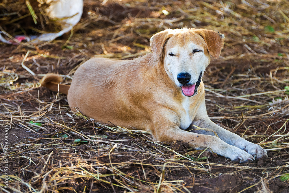 Africa domestic and security dog rests in shade. Africa domestic and security dog rests in shade.