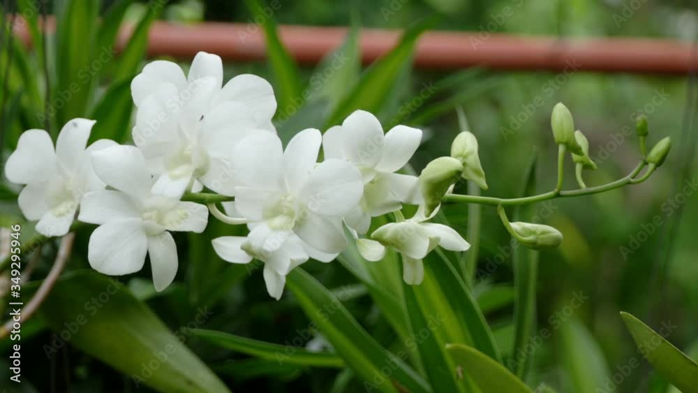 white orchid flower in green garden white orchid flower in green garden