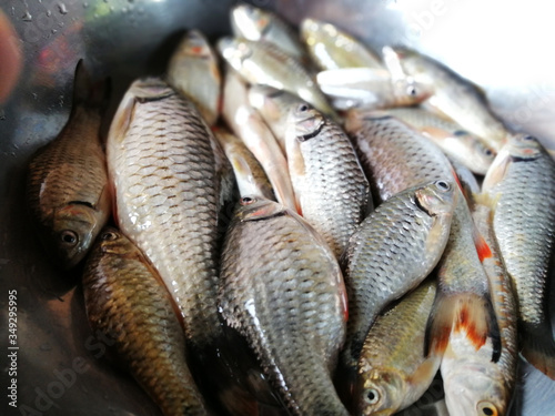Freshwater fish in Thailand photo