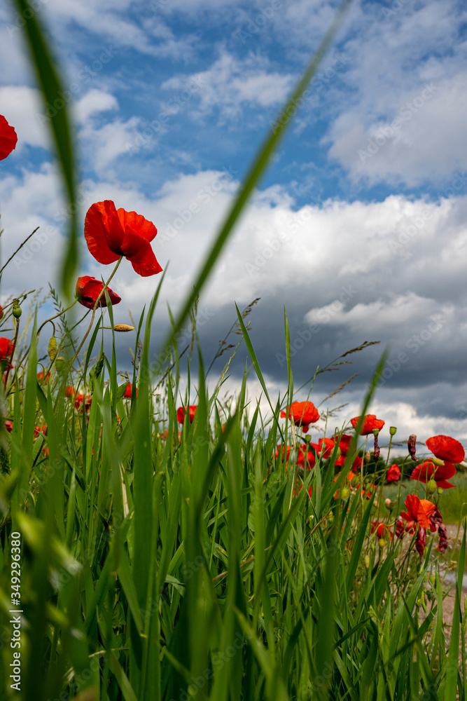 Obraz premium scena wiejska