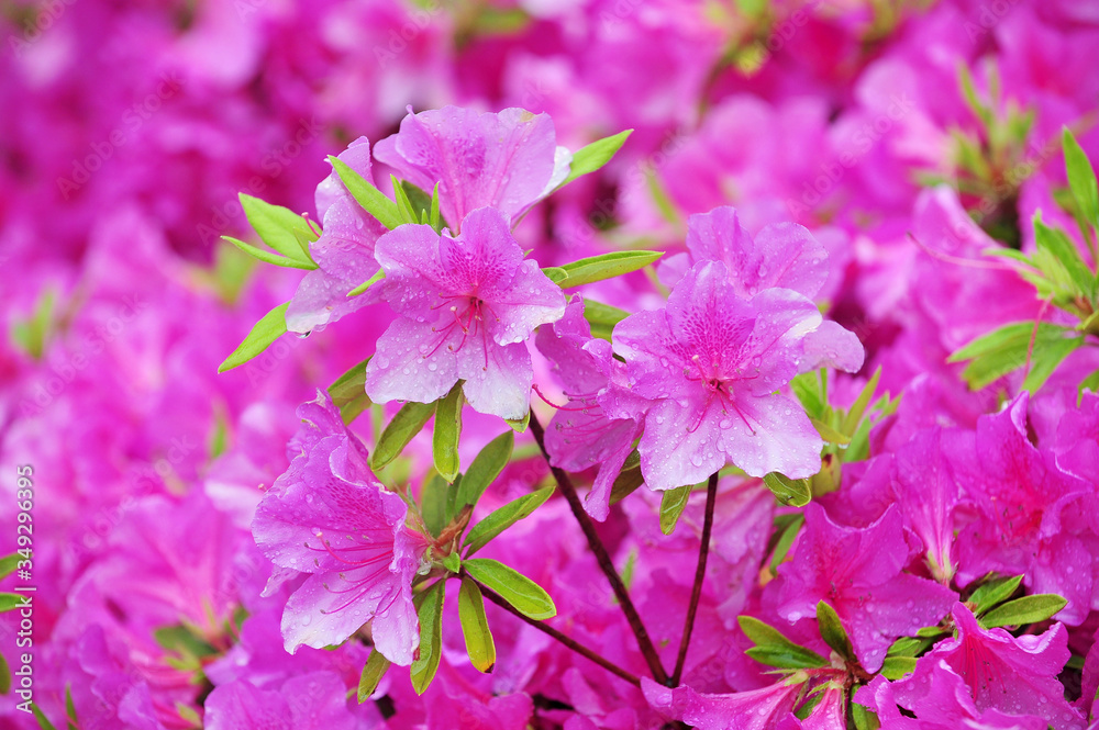 Satsuki azalea flower wet in the rain. Satsuki azalea flower wet in the rain.