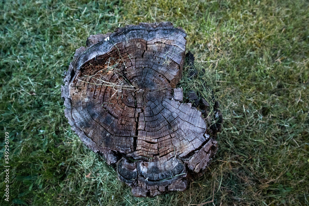 Close up of a tree trunk