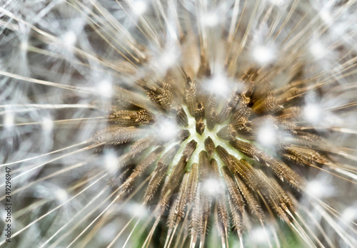 close up of dandelion