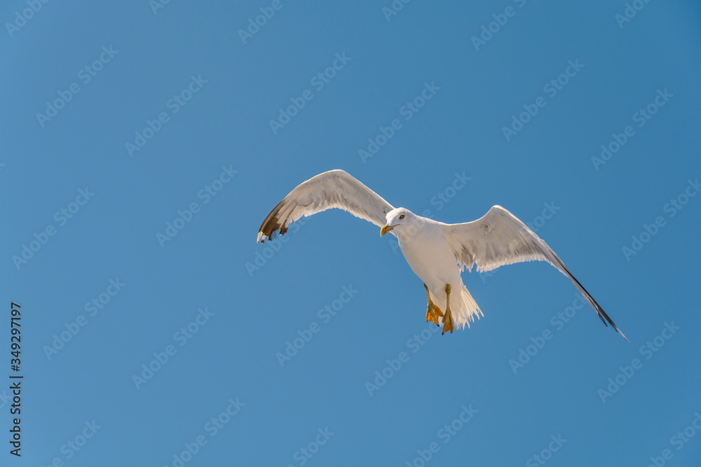 One big free white flying seagull and looking down on blue clean sky One big free white flying seagull and looking down on blue clean sky
