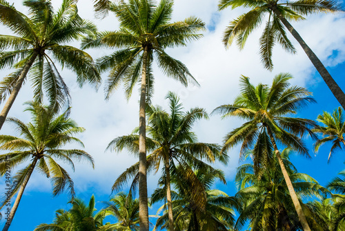 Low angle view of coconut trees in Terengganu, Malaysia.