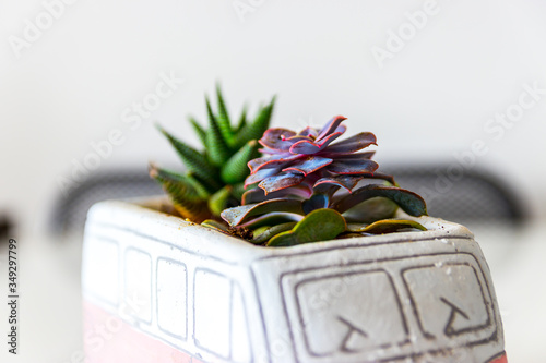 Detailed succulent shot. Modern decoration plant with positive mood.