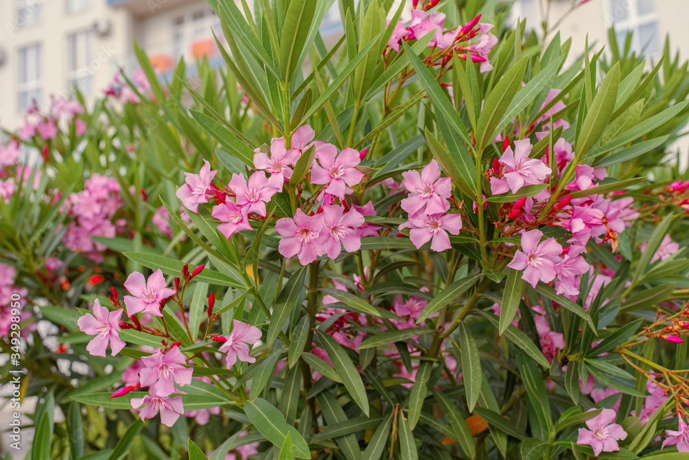 Pink flowers of an oleander with leaves