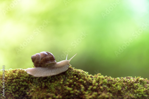 Snail on the moss vintage lens rendering