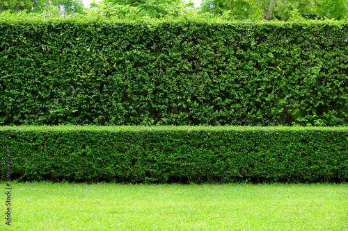 Long​ tree​ hedge, double layers (two​ steps)​; small​ and​ tall hedge.​ Forest back​ground.