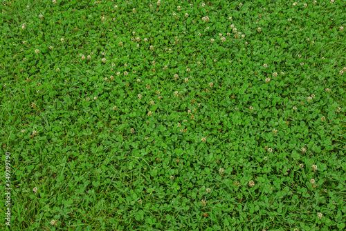 A greenish clover natural background