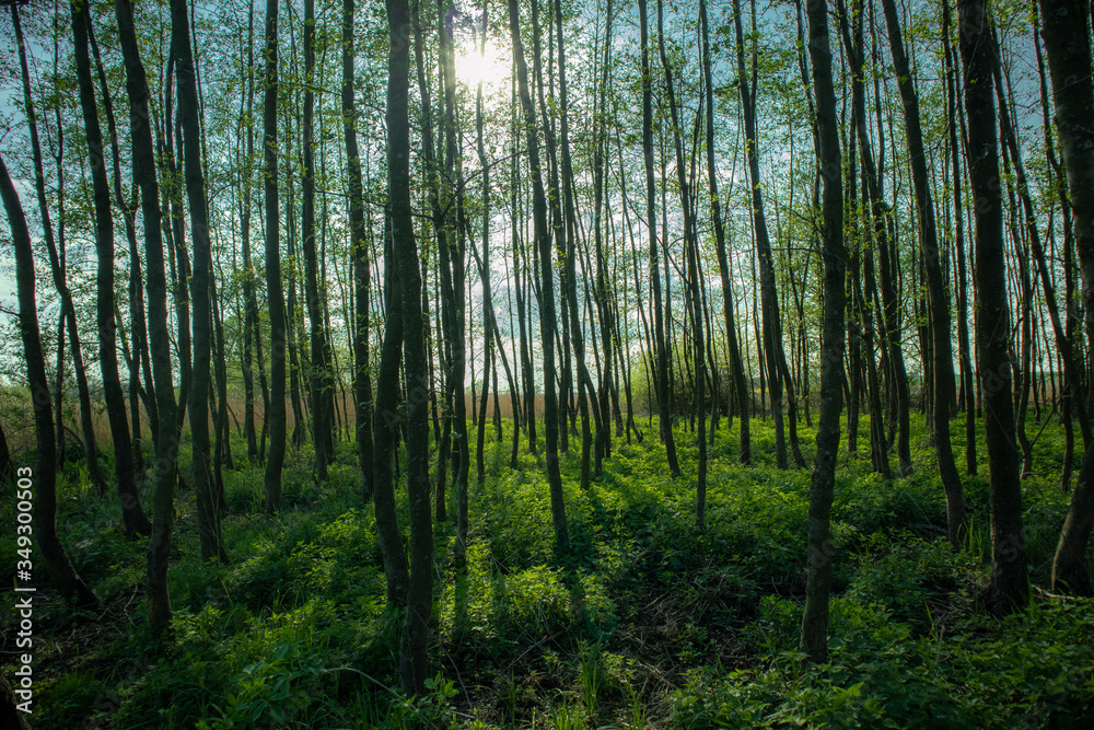 Obraz premium Forest in the morning