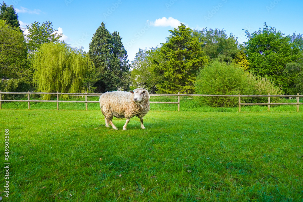 Obraz premium sheep in a field