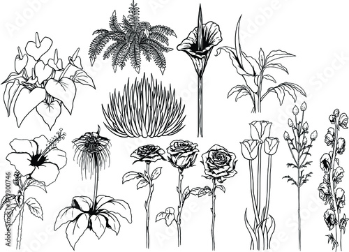 hand drawn lineart set of flowers vector 