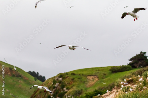 Seagulls soaring over the hills. Pacific coast of the South Island. Katiki point. New Zealand