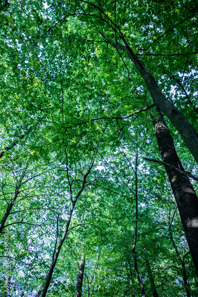 Fototapeta premium Trees in the forest