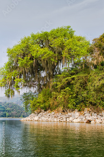 Ceiba (Ceiba Pentandra), national tree of Honduras, Lake Yojoa, Honduras, Central America photo