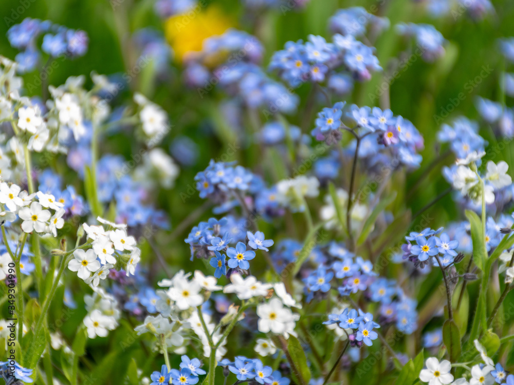 spring meadow with beautiful flowers in the garden during spring, Forget not me, flowers spring meadow with beautiful flowers in the garden during spring, Forget not me, flowers