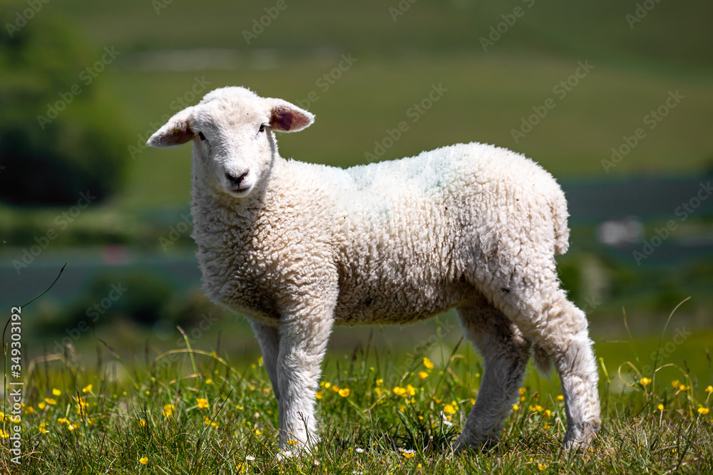 Obraz premium A lamb in the spring sunshine, with a shallow depth of field
