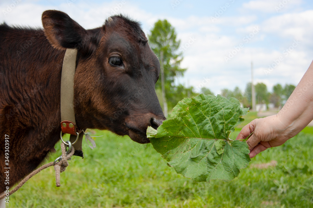 Fototapeta premium A woman holds a burdock leaf in her hand and feeds it to a brown calf