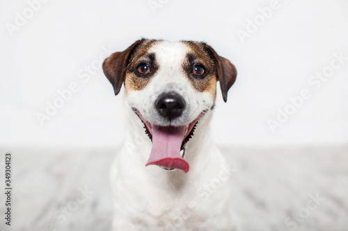 Happy dog jack russell © Tatyana Gladskih