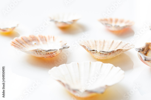 Seashell composition on a white background.