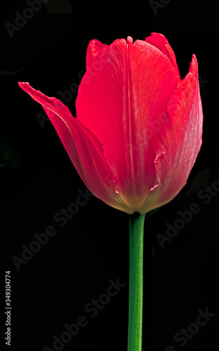 single pink tulip on black