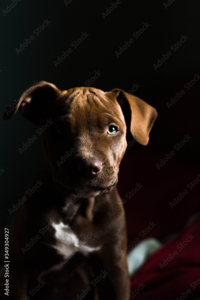portrait of a dog portrait of a dog