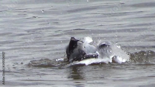Seagulls playing on lake water