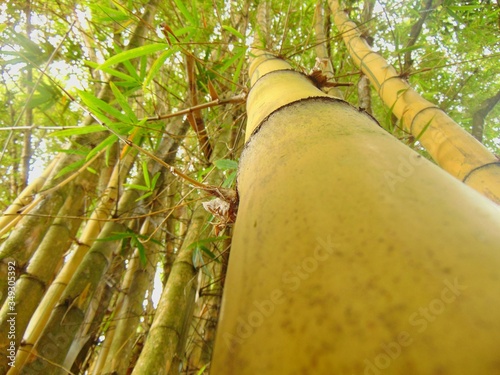 Tableau sur toile Low Angle View Of Bamboos In Forest