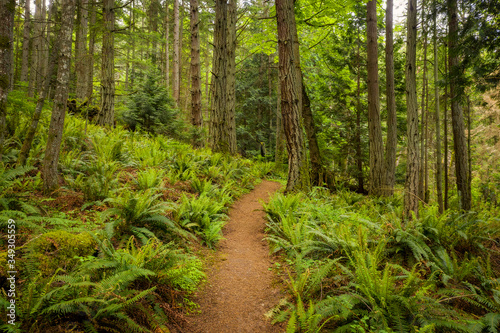Pacific Northwest Hiking Trail Through a Rain Forest Environment. A beautiful  lush trail lined with sword ferns  fir  and cedar trees during the springtime jolt of greenery. 