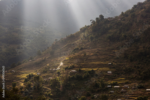 Beautiful fields of rice on trekking in Annapurna Cirquit  Nepal.