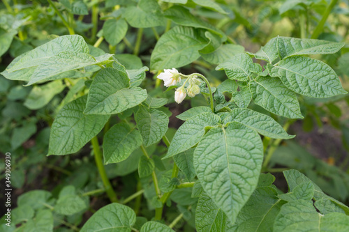 Blooming potato plant in the garden.