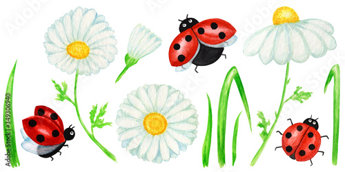 Watercolor daisy chamomile flower with fly ladybug illustration. Hand drawn botanical herbs isolated on white background with insects. Set of Chamomile white flowers, buds, green leaves, stems