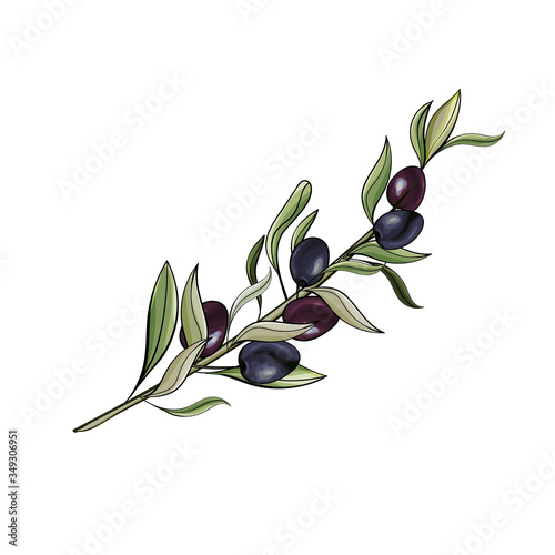 Single Olive branch. Hand drawn illustration of black olives isolated on white background. For design label oil, health care products, organic natural cosmetics. Vector.