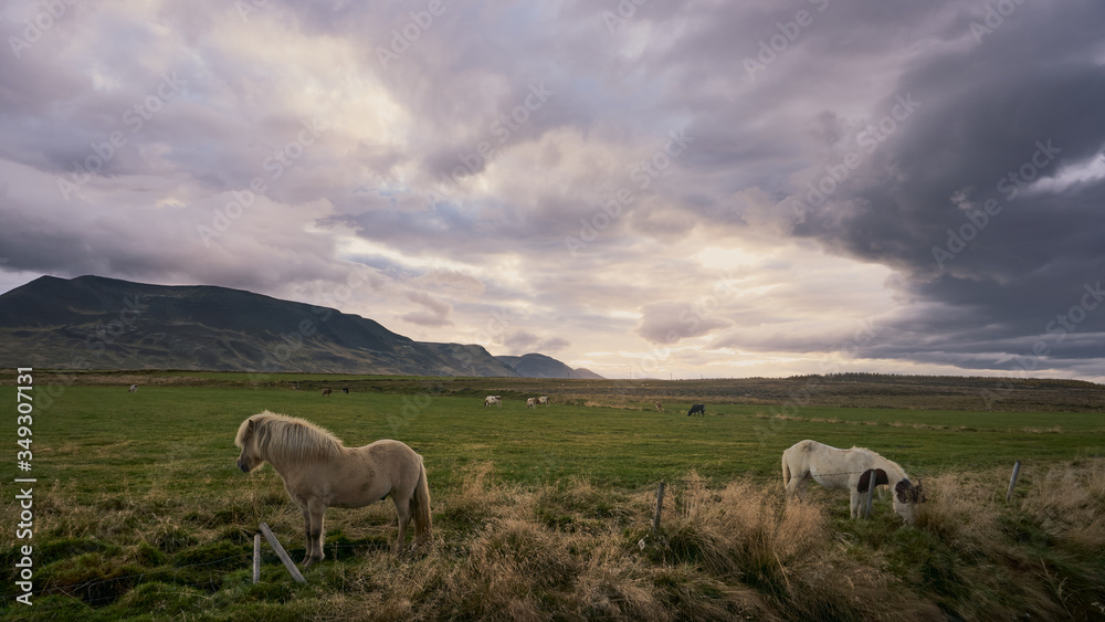 Sunrise in the fields of iceland with horses, sheep and cows