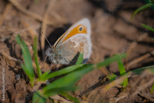 Kleine Ochsenauge, Hyponephele lycaon (2)