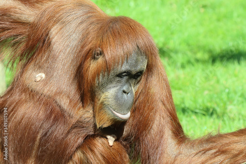 Orangután (Pongo pygmaeus) en un zoo.