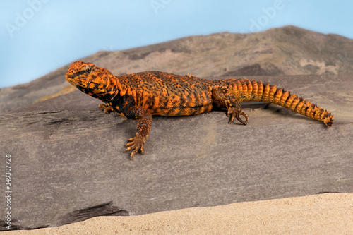 Uromastyx Geyri lizard in desert scene photo