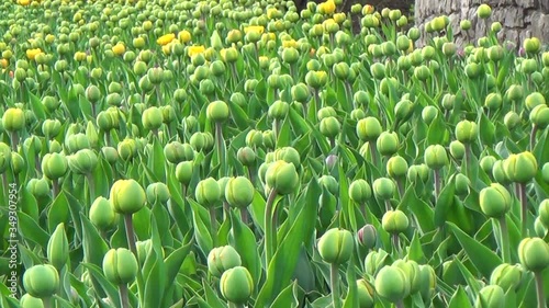 Fields of tulip bulbs