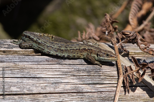 Viviparous lizard (Zootoca vivipara) basking on a wooden post