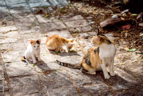 Fototapeta Naklejka Na Ścianę i Meble -  Cats Old town Budva Montenegro travel journey trip recreation summer spring