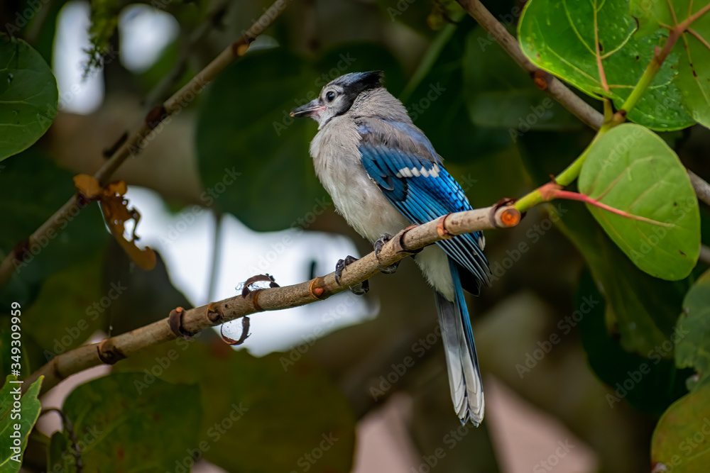 Fototapeta premium juvenile blue jay in sea grape tree