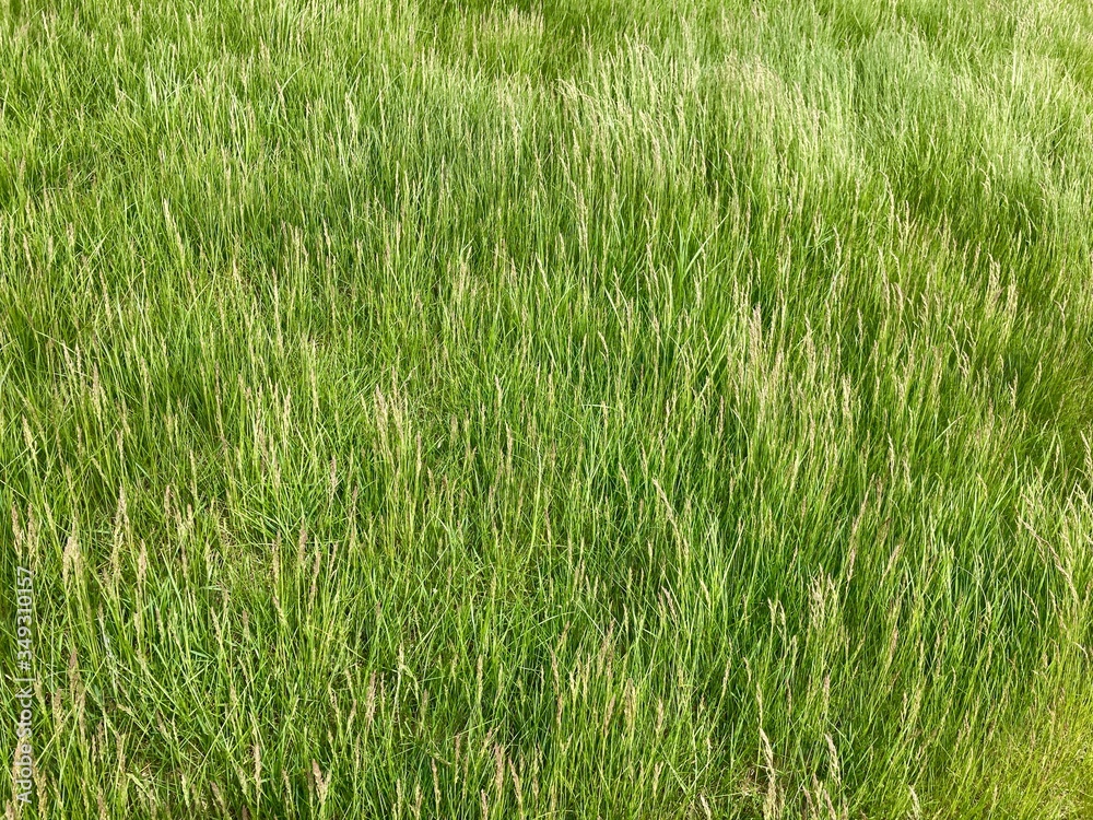 green grass in the wind