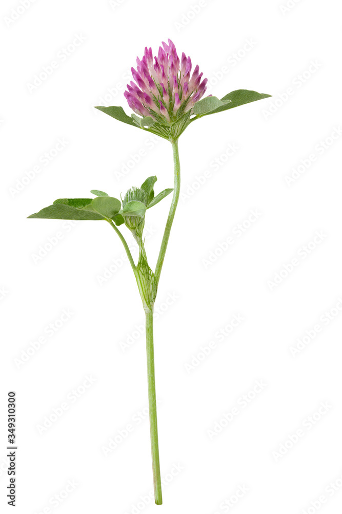 Fresh close up one red Clover (Trifolium pratense) flower isolated on a white background Fresh close up one red Clover (Trifolium pratense) flower isolated on a white background