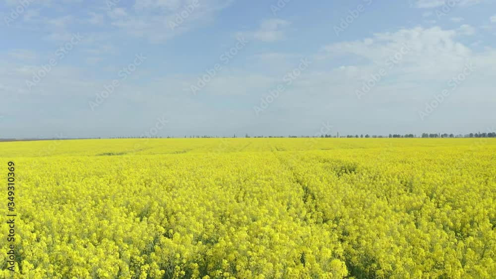 Beautiful view of blooming rapeseed field on sunny day. Drone video recording Beautiful view of blooming rapeseed field on sunny day. Drone video recording