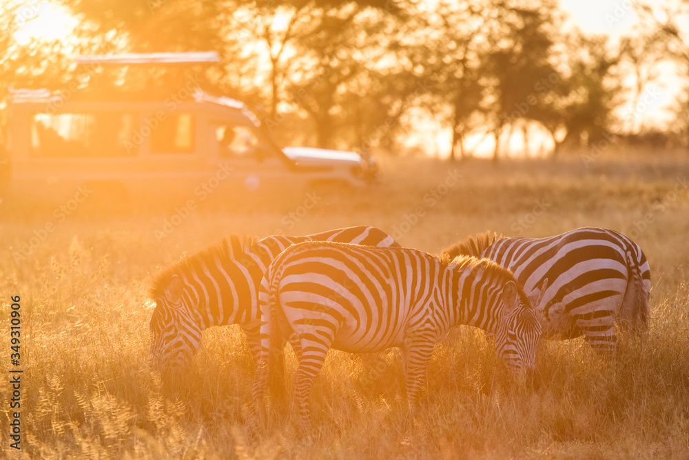 Fototapeta premium African zebras at beautiful landscape during sunrise safari in the Serengeti National Park. Tanzania. Wild nature of Africa..